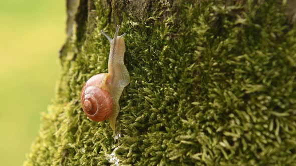 Snail alt