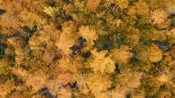 Aerial view over the forest Vertical background of treetops