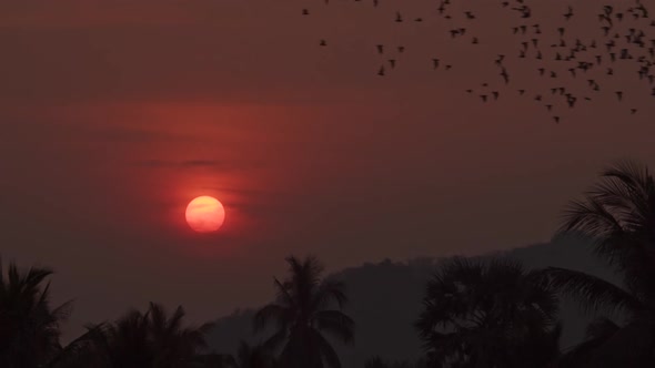 A large colony of tens of thousands of bats fly through a hazy blood red sky with the sun setting in alt
