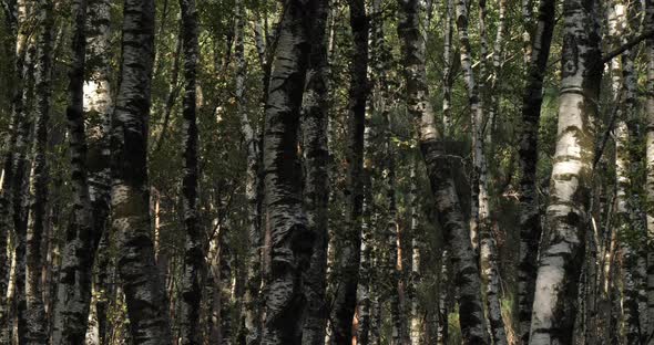 Birch forest near Le Plan de Monfort, the Cevennes National park, Lozere department, France alt