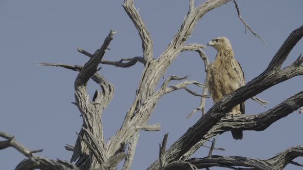 Perched Eagle Flies 