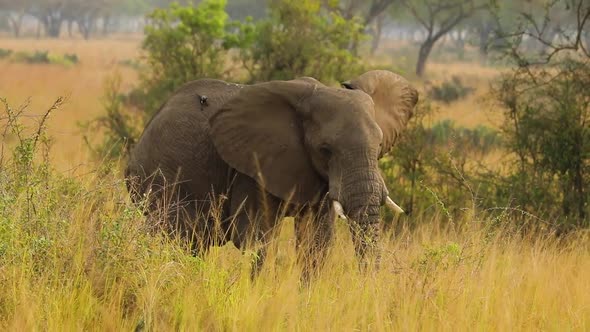 Slow Motion of the Elephant with Cut Tusk in African Prairie