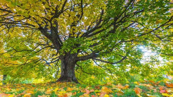 Timelapse of the Autumn Landscape with Oak Tree. Colorful Foliage in the Fall Park