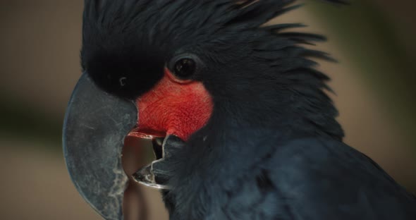 Close up of a Beautiful Black Palm Cockatoo taking out its tongue alt