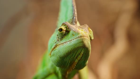 Beautiful Chameleon Close Up Reptile with Colourful Skin