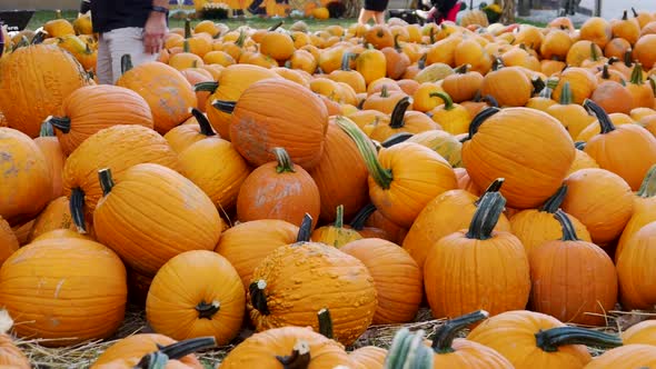 Pumpkins in bins and in a field. alt