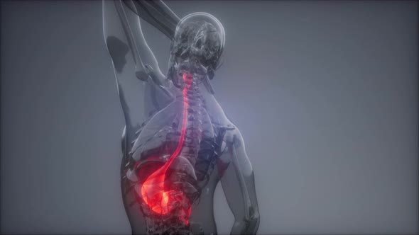 Human Stomach Radiology Exam alt