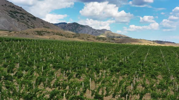 Aerial View of Mountain Vineyard in Crimea alt