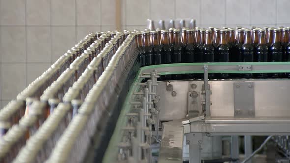 Packing Technological Line in Bottling Workshop, Dark Glass Bottles with Beer Are Moving