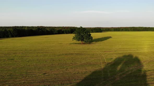 Aerial Shot Flight to Green Oak Tree in the Country Side Yellow Field on the Background Zoom in