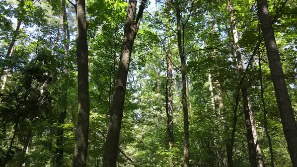 Green Forest with Trees By Day alt