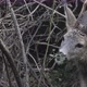 Roe Deer Grazing - VideoHive Item for Sale