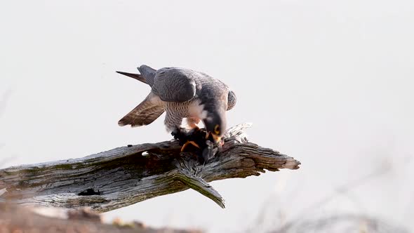 Peregrine Falcon Eating a Bird Video Clip in 4k 