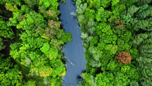 River and green forest in early autumn. Wildlife in Poland. alt