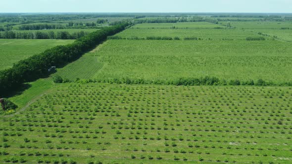 Apple Orchard View From a Height Trees Planted in Straight Rows