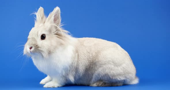 Decorative Domestic Rabbit Sits on a Blue Background. Adorable Little Bunny Looks Around alt