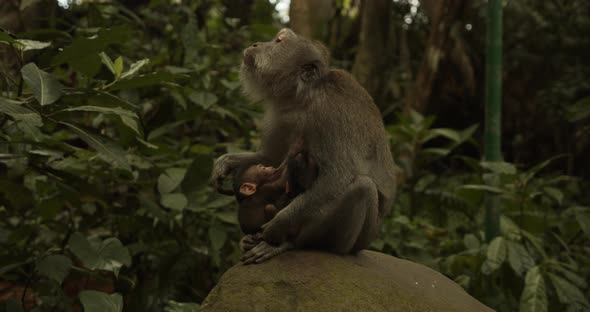 Close Up of a Baby Macaque Nursing in the Lap of an Adult Mother Macaque Monkey in Monkey Sanctuary alt