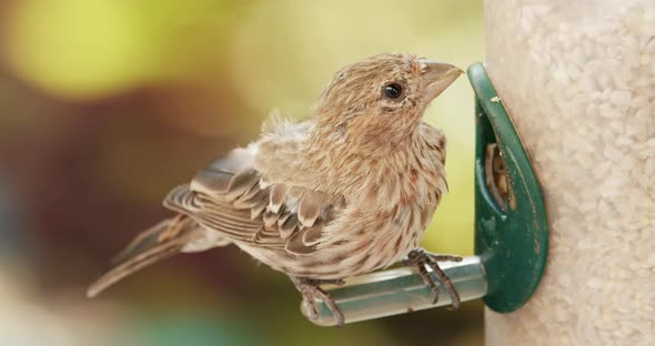 Cute Brown Bird with Contrast Feathers is Feeding at Garden Wild Birds Slow Motion alt