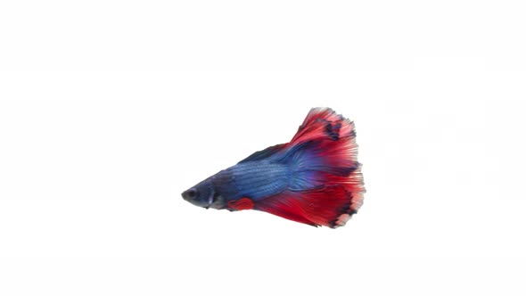 Siamese fighting fish (Betta splendens) alt