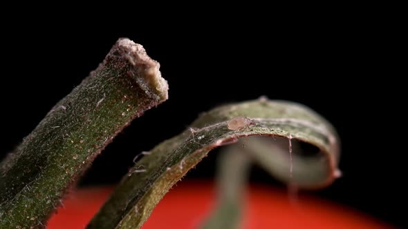 Flour mite (akari) Acarus sp. crawling on a green sepal on tomato, family Acaridae alt