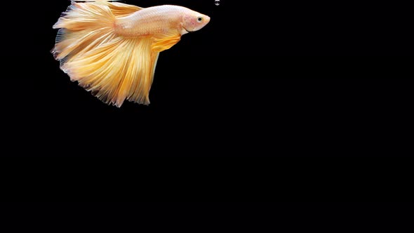 Siamese fighting fish (Betta splendens) alt