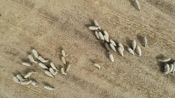 Overhead view of sheep herd moving. Top down view of sheep herd feeding on field alt