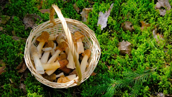 Verpa bohemica in the spring forest. Wicker basket from a vine on a green background alt