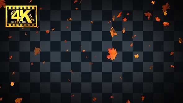 [4K]02 Maple Leaves Falling Few