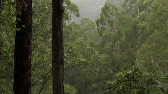 Misty Otway Ranges Rain Forest. Lush green foliage and beautiful old tall trees. PAN UP SHOT. alt