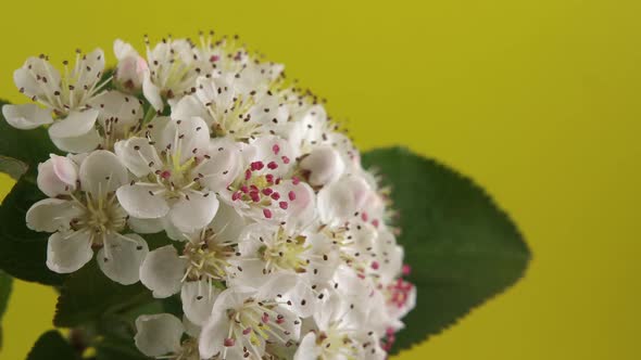 Aronia Melanocarpa Flowers on a Yellow Background Closeup alt