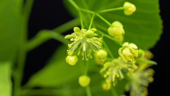 White Violet Blossom alt