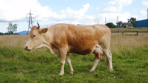 Cow On A Mountains Pasture 2 alt