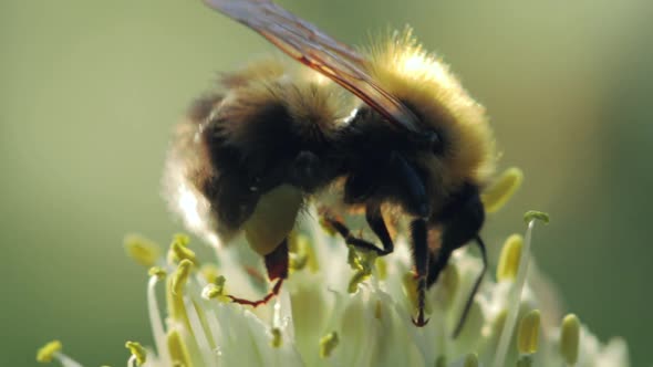 Bumblebee collecting nectar and pollen