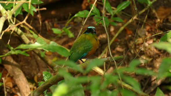 Blue-crowned Motmot, momotus momota, Panama; 4K footage of an individual perched within leaves and b alt