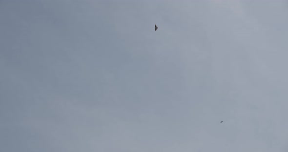 Two Falcons Circling High In The Sky