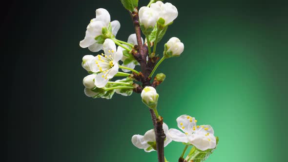 Time Lapse of Blossoming Apple Tree Branch on Green Background