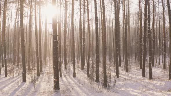 Beautiful Snowy White Forest In Winter Frosty Day alt