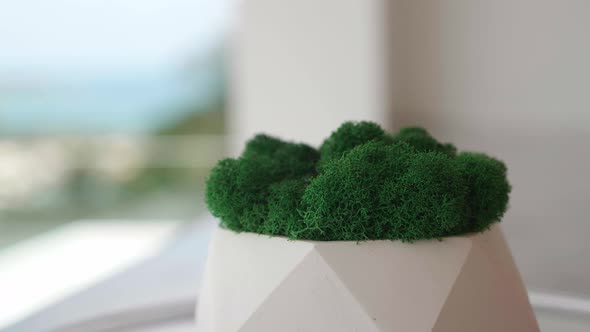 Plaster Pot with Green Moss Spinning Around on Outdoor Background alt