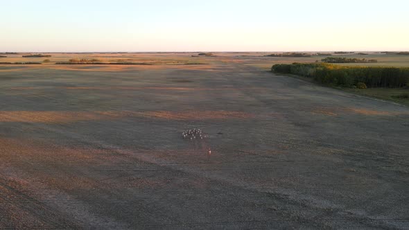 Aerial shot of pronghorn antelope herd running into frame and off in the distance during sunset in A alt