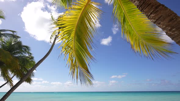 Palm Tree Leaves Over Luxury Beach alt