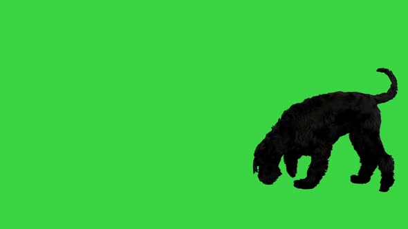 Giant Schnauzer Dog with Black Fur Searching and Smelling for Something on a Green Screen Chroma Key