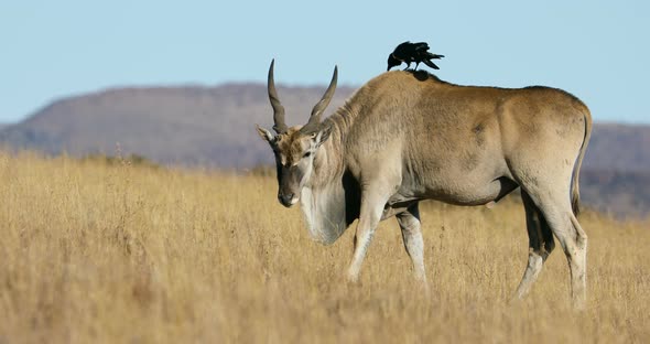 Male Eland Antelope With Pied Crow alt