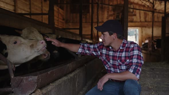 A Young Farmer Petting Cows on His Farm alt