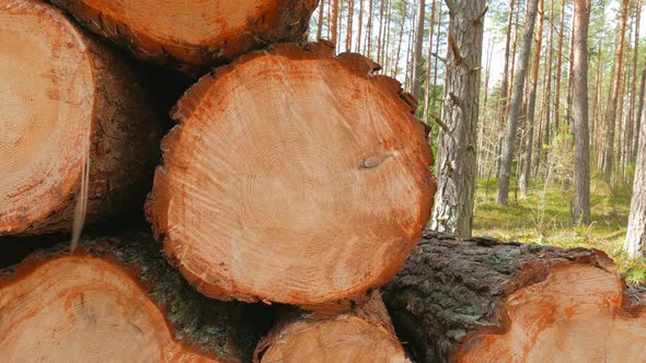 Sawed Pine Trunks