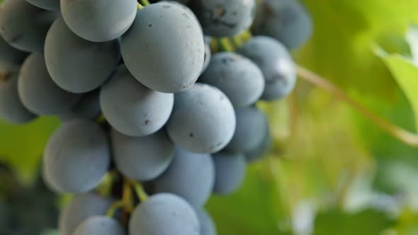 Vine and Moldova  grapes  close-up  type slow tilting 4K 3840X2160 30fps UltraHD footage - Slow tilt