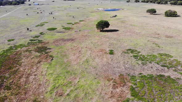 Aerial View of Grassland with Horses