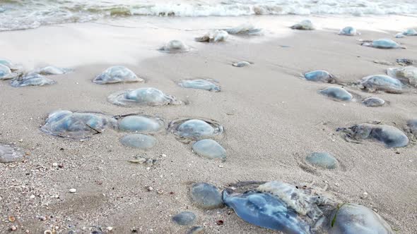 Dead Jellyfish Lie on a Sandy Shore Signed By Water on the Sea of Azov alt