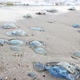 Dead Jellyfish Lie on a Sandy Shore Signed By Water on the Sea of Azov - VideoHive Item for Sale