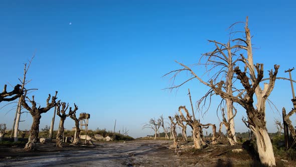 Eerie sight of lifeless trees at historic flooded town, Villa Epecuen; aerial alt
