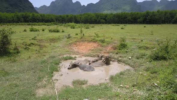 Aerial Motion Above Puddle with Bathing Water Buffaloes alt